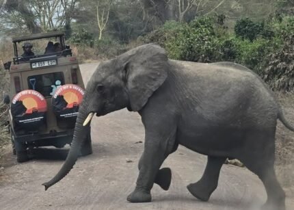 4 Days Tanzania Camping Safari