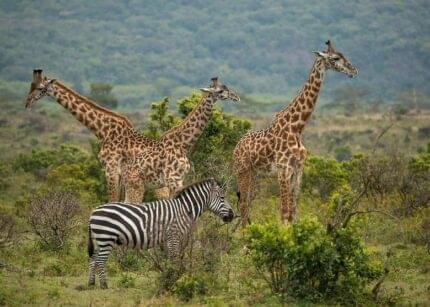 Day Trip To Arusha National Park