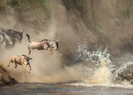 3-Day Fly-In & Fly-Out Serengeti Migration Crossing Safari from Zanzibar